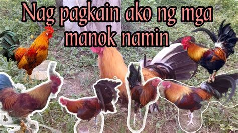 pang sabong na manok in english